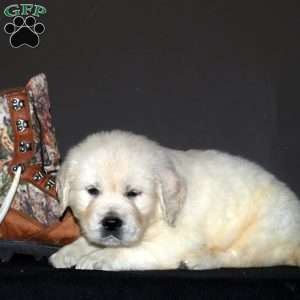 Ameenah, English Cream Golden Retriever Puppy