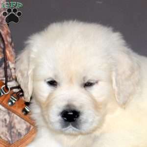 Ameenah, English Cream Golden Retriever Puppy