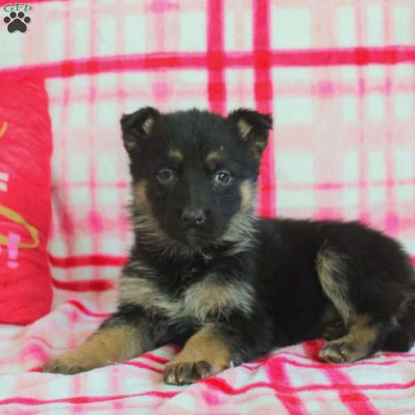 Amelia, German Shepherd Puppy