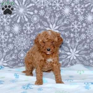 Amy, Mini Goldendoodle Puppy