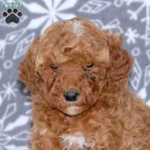 Amy, Mini Goldendoodle Puppy