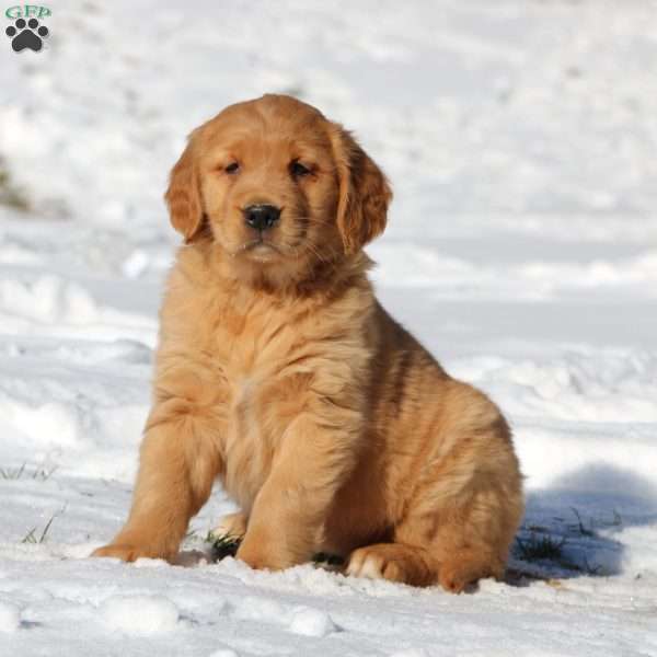 Amy, Golden Retriever Puppy