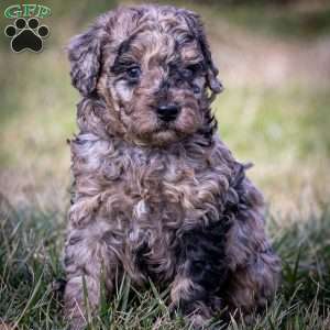 Ana, Cavapoo Puppy