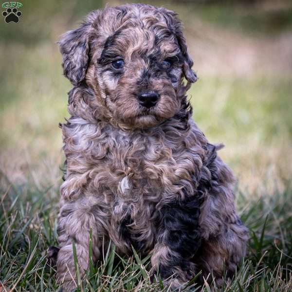 Ana, Cavapoo Puppy