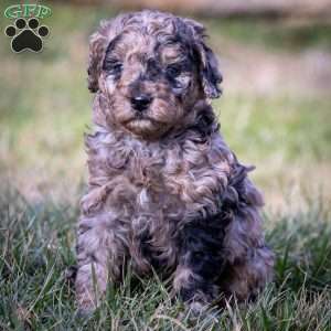 Ana, Cavapoo Puppy