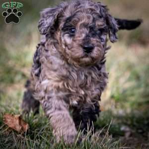 Ana, Cavapoo Puppy