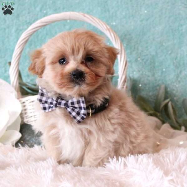 Ander, Maltipoo Puppy