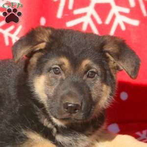 Andy, German Shepherd Puppy