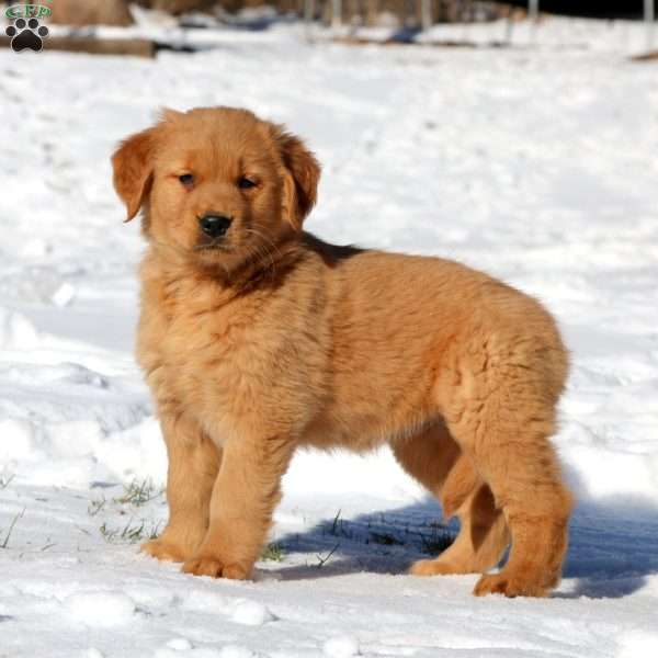 Angela, Golden Retriever Puppy