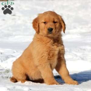 Angela, Golden Retriever Puppy