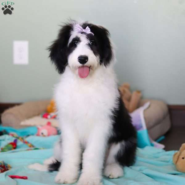 Anita, Sheepadoodle Puppy