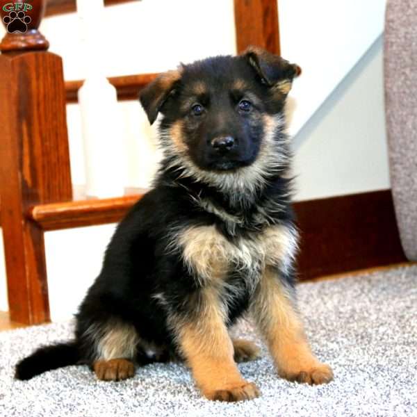 Anita, German Shepherd Puppy