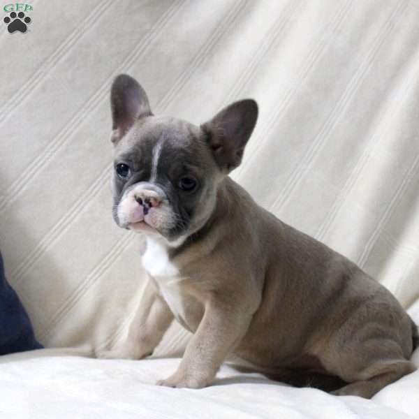 Annie, French Bulldog Puppy