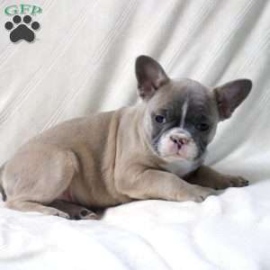 Annie, French Bulldog Puppy