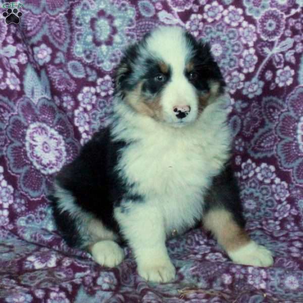 Ansel, Australian Shepherd Puppy