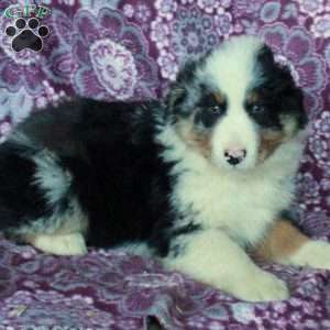 Ansel, Australian Shepherd Puppy