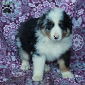 Ansel, Australian Shepherd Puppy