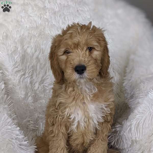 Anton, Mini Goldendoodle Puppy