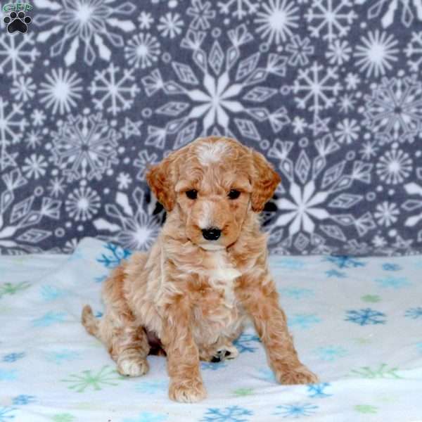 April, Mini Goldendoodle Puppy