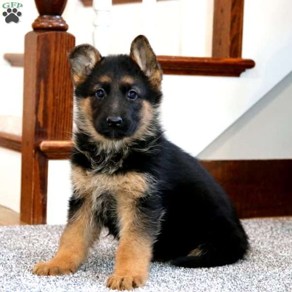 April, German Shepherd Puppy