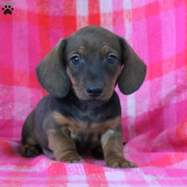 Archie-Miniature, Dachshund Puppy