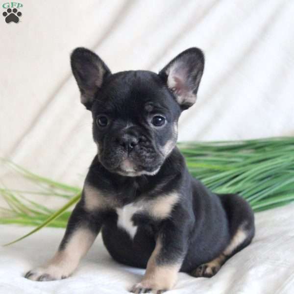 Archie, French Bulldog Puppy