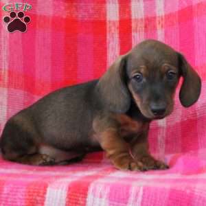 Archie-Miniature, Dachshund Puppy