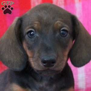 Archie-Miniature, Dachshund Puppy