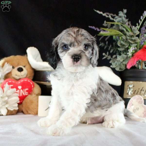 Archie, Cavapoo Puppy