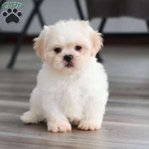 Archy, Lhasa Apso Puppy