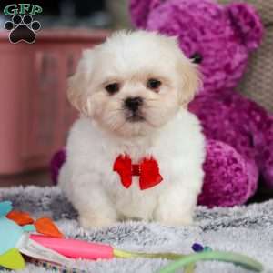 Archy, Lhasa Apso Puppy