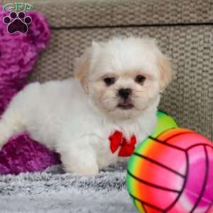 Archy, Lhasa Apso Puppy