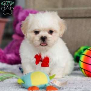 Archy, Lhasa Apso Puppy