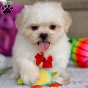 Archy, Lhasa Apso Puppy