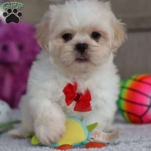 Archy, Lhasa Apso Puppy