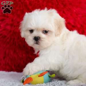 Archy, Lhasa Apso Puppy