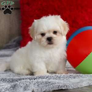 Archy, Lhasa Apso Puppy