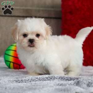 Archy, Lhasa Apso Puppy