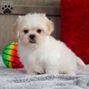 Archy, Lhasa Apso Puppy