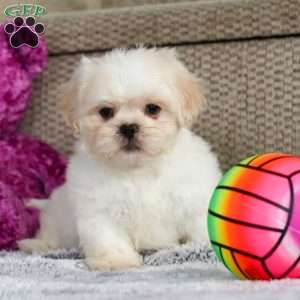 Archy, Lhasa Apso Puppy