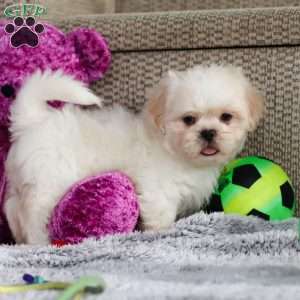 Archy, Lhasa Apso Puppy