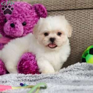 Archy, Lhasa Apso Puppy