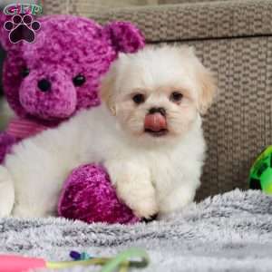 Archy, Lhasa Apso Puppy