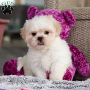 Archy, Lhasa Apso Puppy