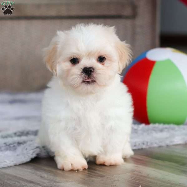 Archy, Lhasa Apso Puppy