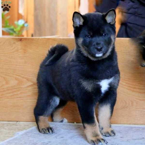 Arnie, Shiba Inu Puppy