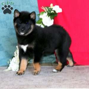 Arnie, Shiba Inu Puppy