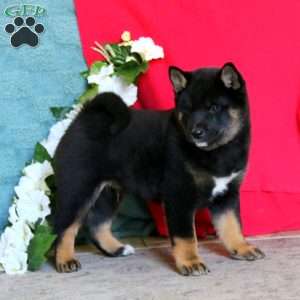 Arnie, Shiba Inu Puppy