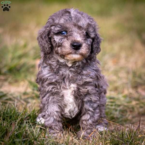 Arrendelle, Cavapoo Puppy