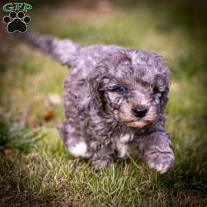 Arrendelle, Cavapoo Puppy